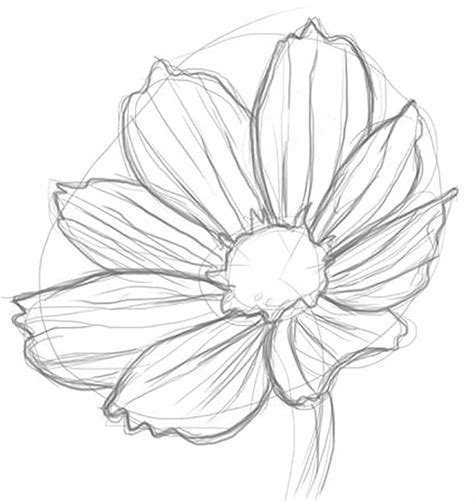 Resultado de imagem para daisy flower drawing Daisy Flower Drawing ...