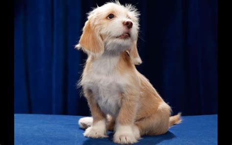 Hall of Fame: Puppy Bowl MVP Award Winners - Parade Pets