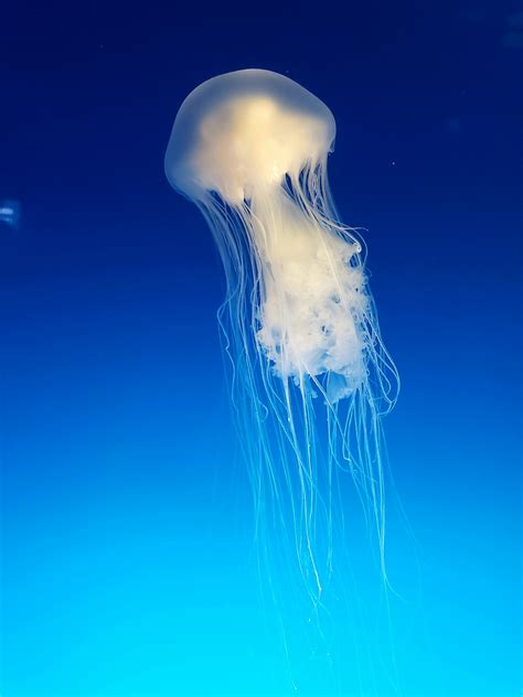 Jellyfish Underwater · Free Stock Photo