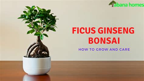 Ficus Ginseng Bonsai Trees: A Beginner's Guide to Growing and Caring