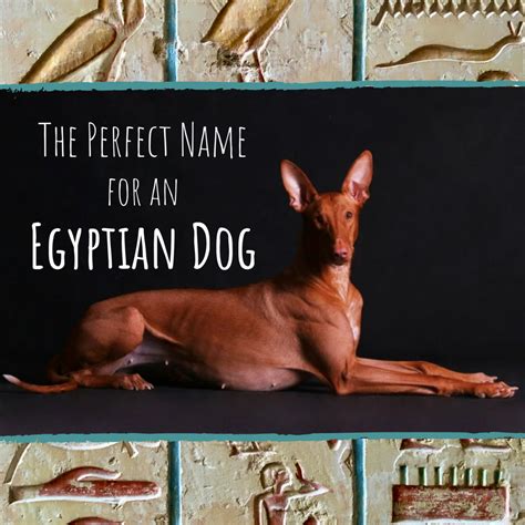 Ancient Egyptian Dog Names - PetHelpful