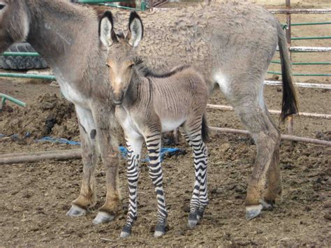 my ZONKEY | Cute animals, Rare animals, Zonkey