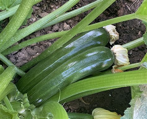 Summer Squash - Black Beauty Zucchini Seeds - Organic – Sandia Seed Company