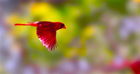 Cardinal Spirit Award Winners : University of Louisville – College of ...