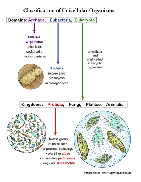 Unicellular Organisms Overview and Classification