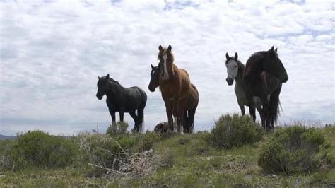 Wild horses: Bureau of Land Management will pay you $1,000 to adopt a ...