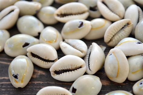 The Amazing History of Cowrie Shells – Nam's Blog