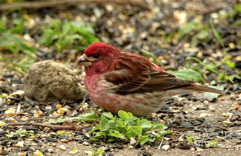 Male Purple Finch Photograph by Sandra J's | Fine Art America