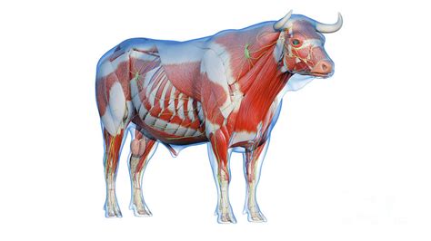 Cattle Anatomy Photograph by Sebastian Kaulitzki/science Photo Library - Pixels