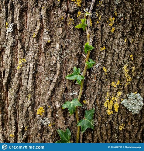 Ivy on a tree bark stock image. Image of green, vine - 176648751