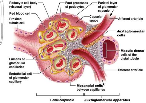 the structure of an animal cell