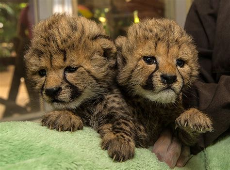 2 Baby Cheetahs Were Just Born at the San Diego Zoo