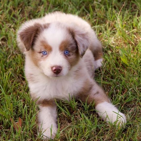 Australian Shepherd Puppies Ohio Cheap - Australian Shepherd Puppy for Sale in Ohio # ...