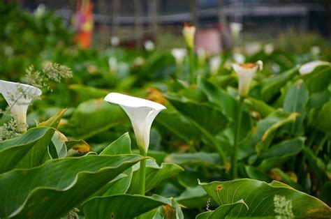 Premium Photo | Calla lily in the garden