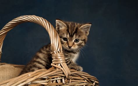 Wallpaper Kitten, basket, gray background 1920x1440 Picture, Image