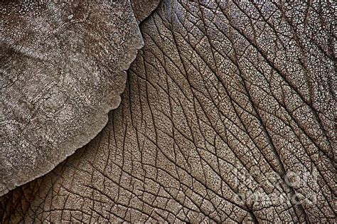 The amazing textural qualities of an elephant's skin. | Elephant, Elephant artwork, Elephant art