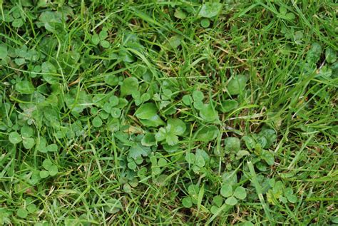 Common Weed Series – All about Clover Weeds - Houseman Services
