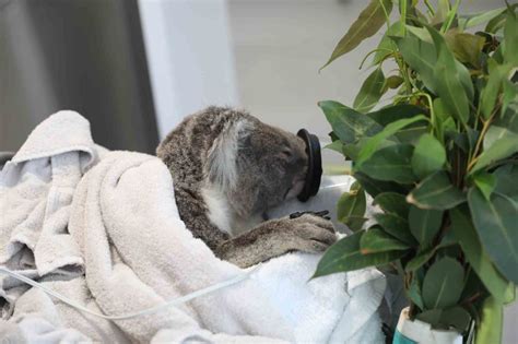 Working to double wild koalas with Port Stephens Koalas - WWF-Australia ...