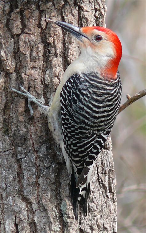 Red-bellied woodpecker - Wikipedia