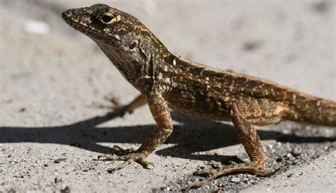 Brown Anole | The Animal Facts | Appearance, Diet, Habitat, Behavior