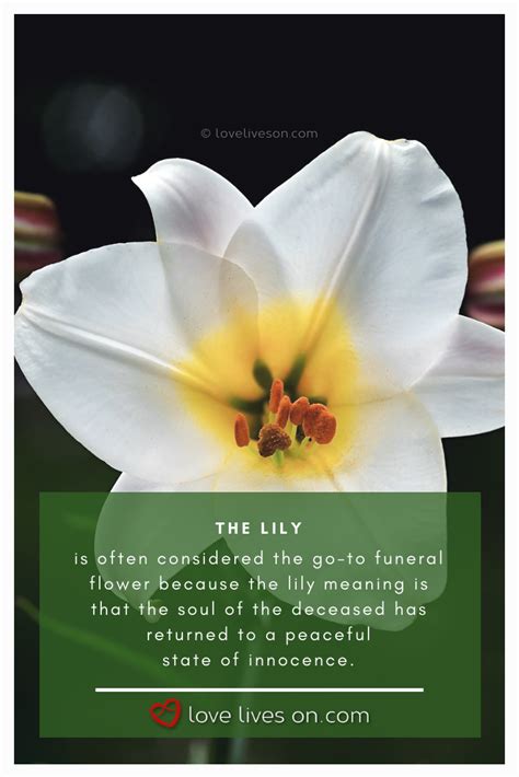 Lily Of The Valley Bouquet Meaning Lily Valley Flower Wild Wood Leaf Spring Plant Flora ...