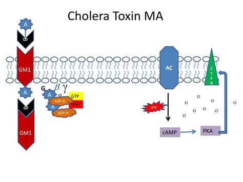 PPT - Cholera Toxin MA PowerPoint Presentation, free download - ID:3727460