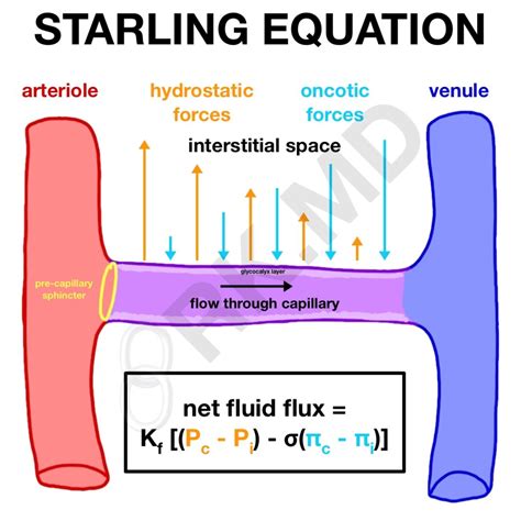 Starling Equation - Hydrostatic and Oncotic Pressures | RK.MD