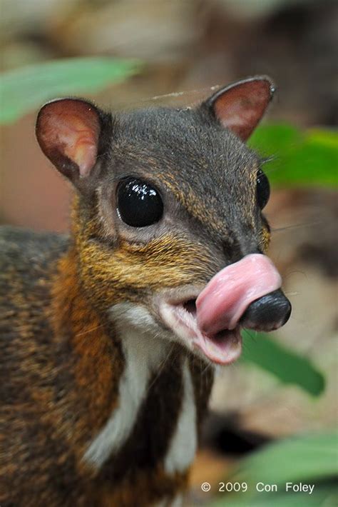 17 Best images about Chevrotain (mouse deer) on Pinterest | A mouse, Lent and The zoo