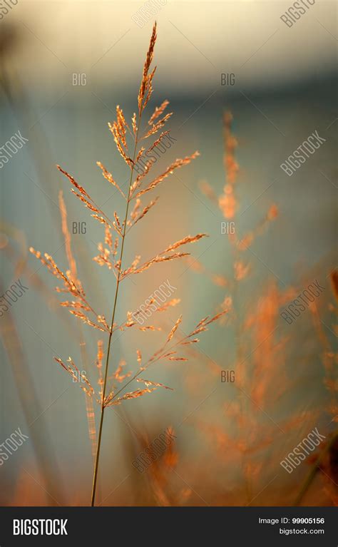 Grass Sunlight Image & Photo (Free Trial) | Bigstock