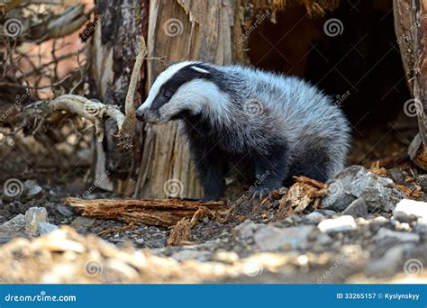 Badger stock image. Image of fauna, nature, forest, mammal - 33265157