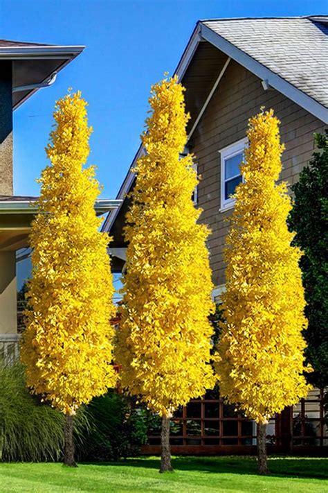 Columnar Ginkgo Tree | Ginkgo tree, Trees to plant, Garden trees