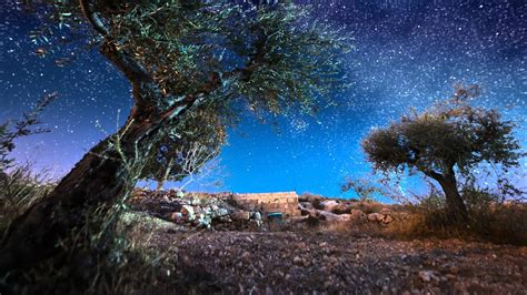 Astro time-lapse with olive trees in Bethlehem, Israel - YouTube