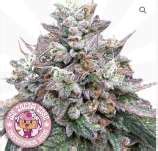 Ice Cream Cake (Supernaturalseeds.uk) :: Cannabis Strain Info