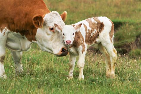 Mutterkuhhaltung - Moorhof Stalling - Bio-Rindfleisch