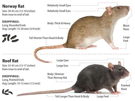 Roof Rat vs. Norway Rat: Which Invades Your Home? | Green Rodent ...