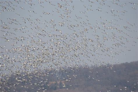 Snow Goose Migration Spring 2017 Stock Photo - Image of beautiful, geese: 85656854