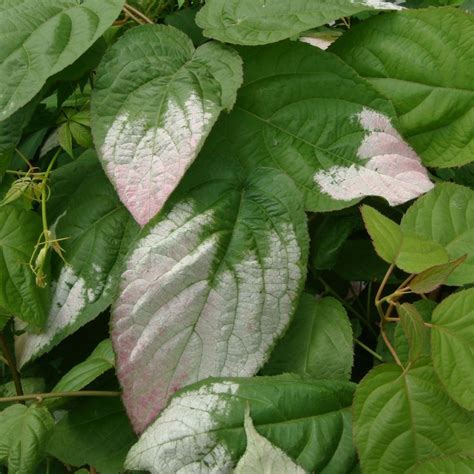 Actinidia kolomikta - buy plants at Coolplants