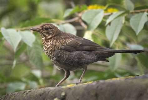 Common Blackbird - The Australian Museum