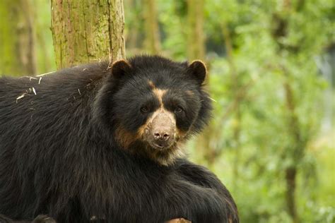 South American Wildlife: Animals You Cannot Miss