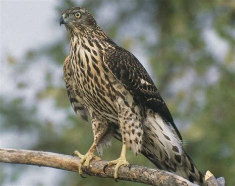 Northern Goshawk Facts, Distribution, Diet, Lifespan, Pictures