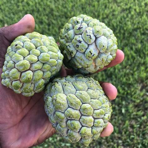 Sweetsop always known as sugar-apple in other countries is native to ...