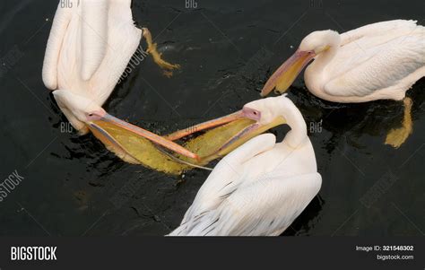 Great White Pelican Image & Photo (Free Trial) | Bigstock