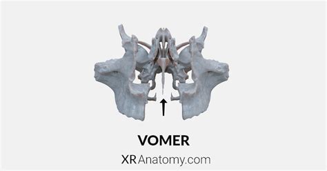 Vomer - In AR For Free