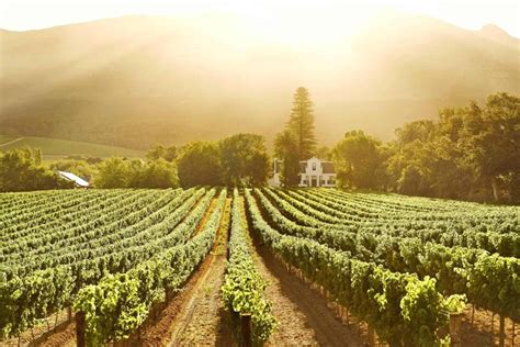 The Best Wine Estates in South Africa’s Western Cape