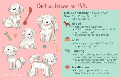 Bichon Frise: Dog Breed Characteristics & Care