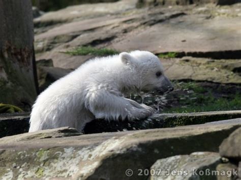 Knut 03 | Knut - Polar Bear Baby 2007 | JeKoPhoto