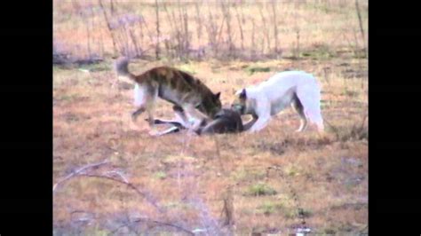 Wild dogs hunting Kangaroo - YouTube