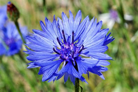 Cornflower | Flower seeds, Wild flower meadow, Bachelor button flowers