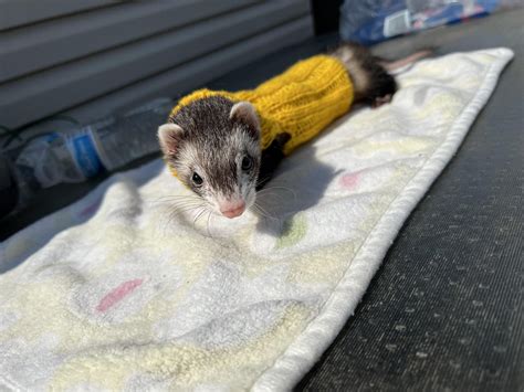 my stink gets her first suprelorin implant tomorrow ! : r/ferrets