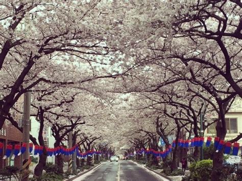 Jeju Cherry Blossom Festival | 제주 왕벚꽃축제 : TRIPPOSE